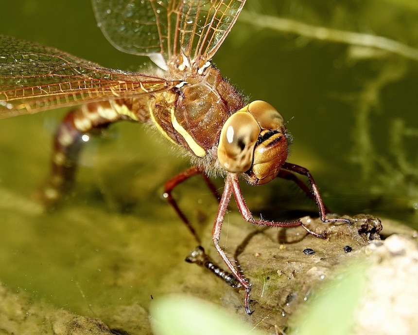 brown hawker